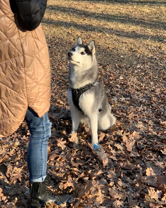 Pet School - klienci