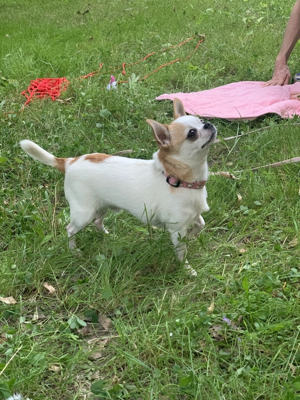 Pet School - konsultacje behawioralne