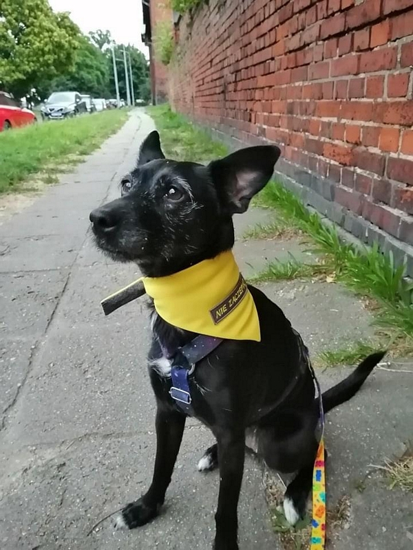 Pet School - konsultacje behawioralne