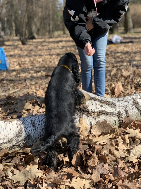 Pet School - psie przedszkole