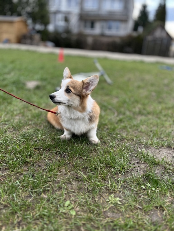 Pet School - psie przedszkole