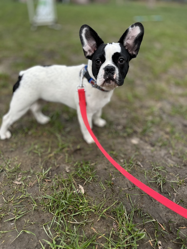 Pet School - psie przedszkole