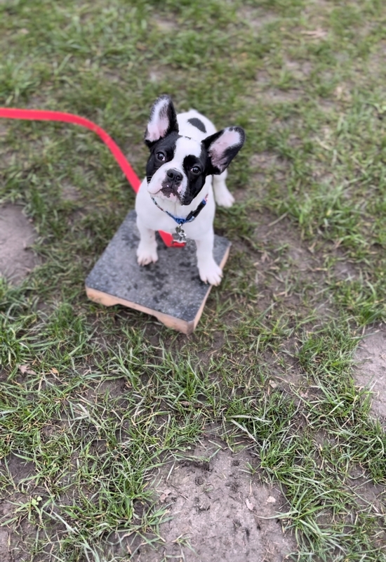 Pet School - psie przedszkole