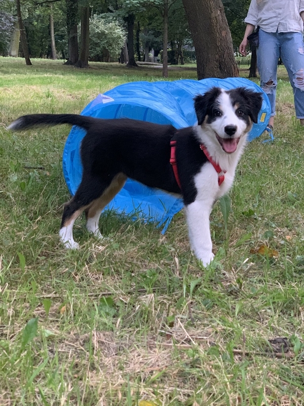 Pet School - psie przedszkole