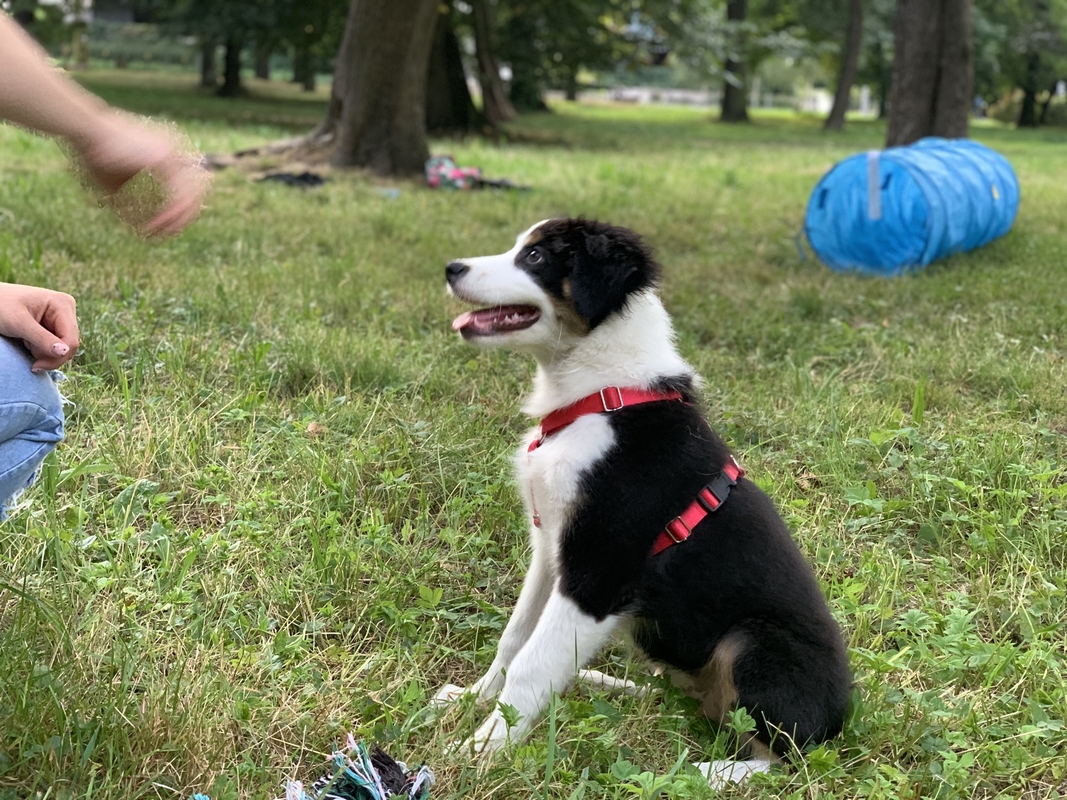 Pet School - psie przedszkole