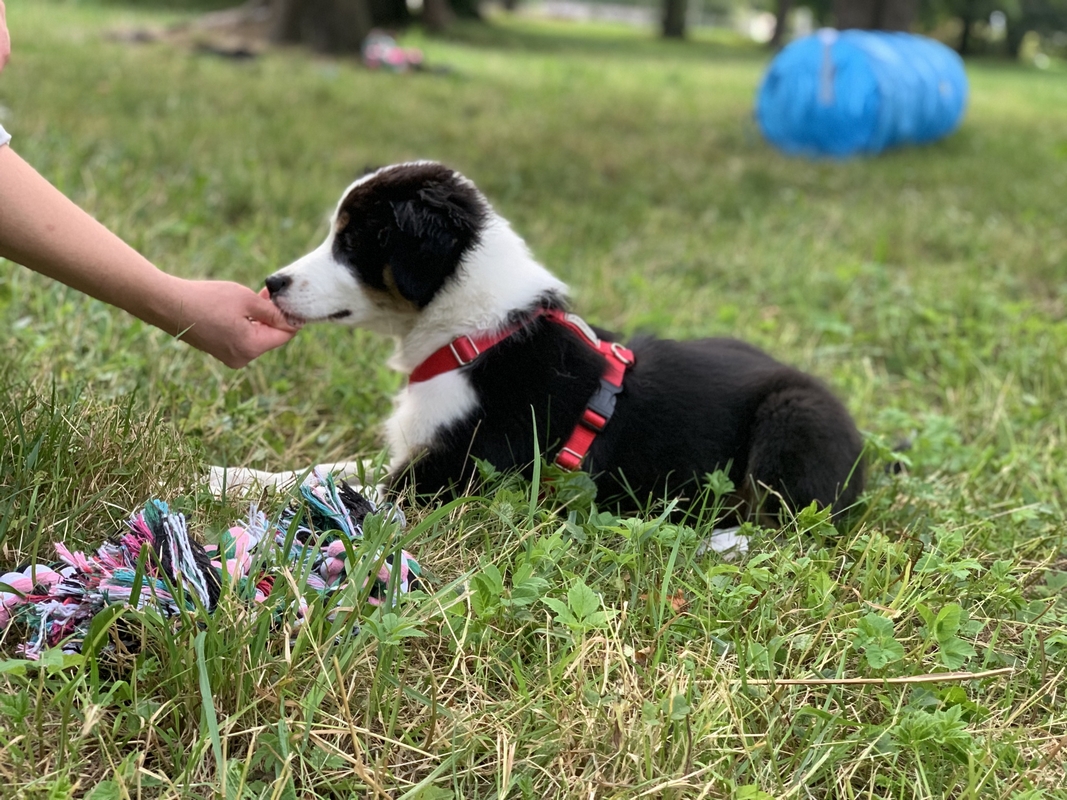 Pet School - psie przedszkole