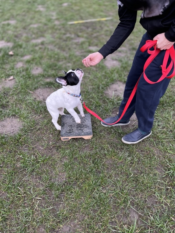 Pet School - psie przedszkole