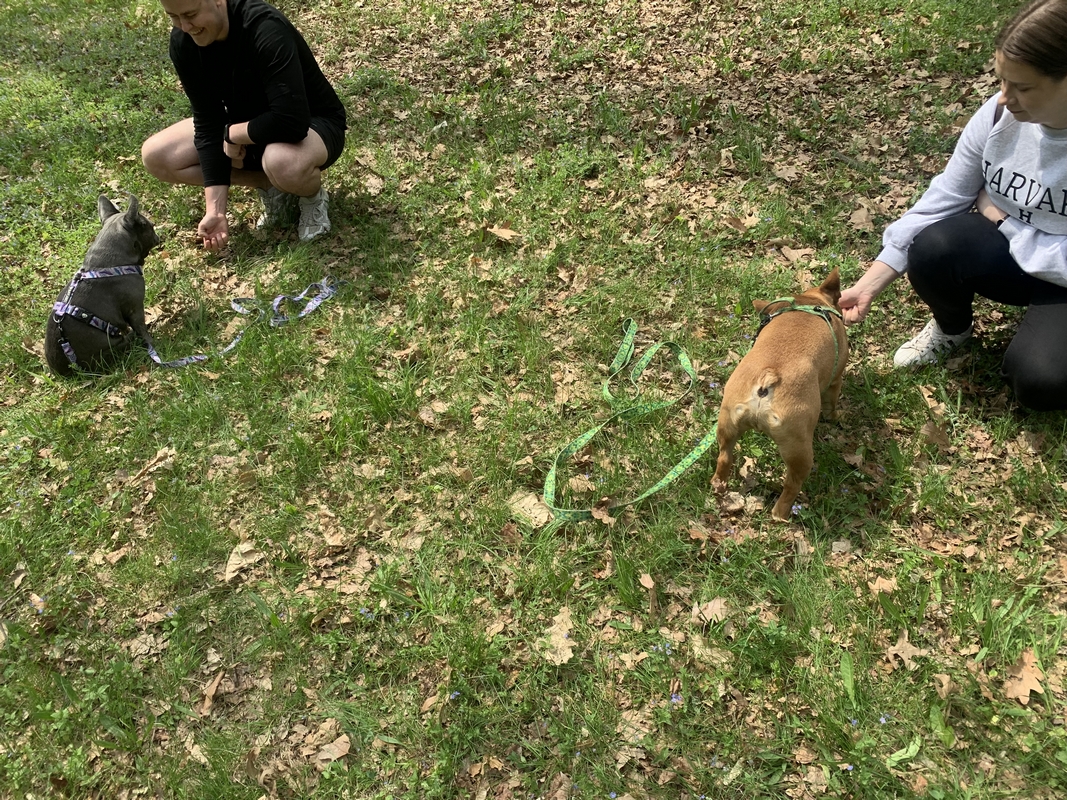 Pet School - szkolenie indywidualne