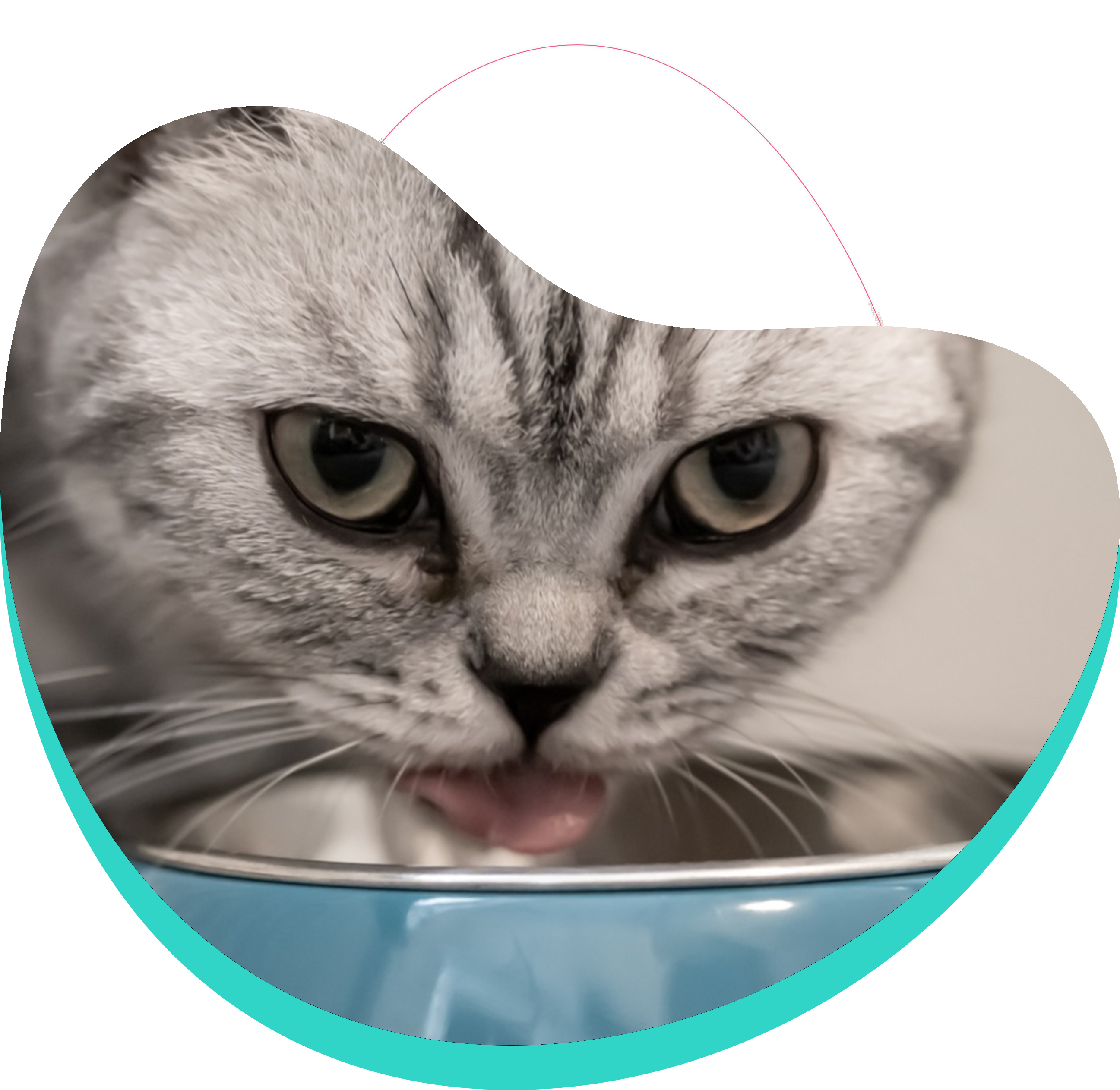 Pet School - konsultacje dietetyczne psów i kotów